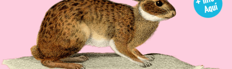 EL CONEJO VALIENTE · CUENTACUENTOS · CARMEN NAVARRO