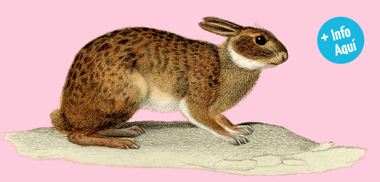 EL CONEJO VALIENTE · CUENTACUENTOS · CARMEN NAVARRO