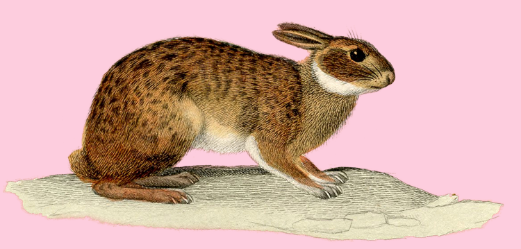 EL CONEJO VALIENTE · CUENTACUENTOS · CARMEN NAVARRO